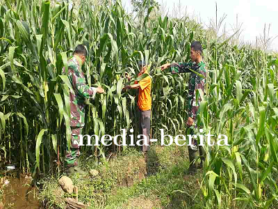 Swasembada Jagung Dukungan Aktif Babinsa dalam Program Pemerintah