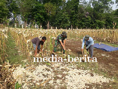 Menuju Pertanian Berkelanjutan Praktik Pengolahan Tanah Terbaik untuk Jagung Bisi 18