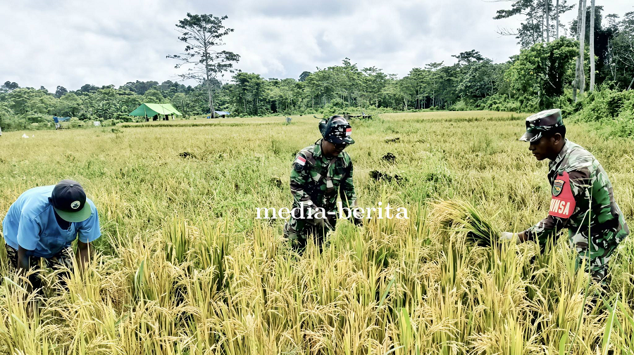 Babinsa di Perbatasan Papua Panen Padi Inpari 32 Bareng Petani