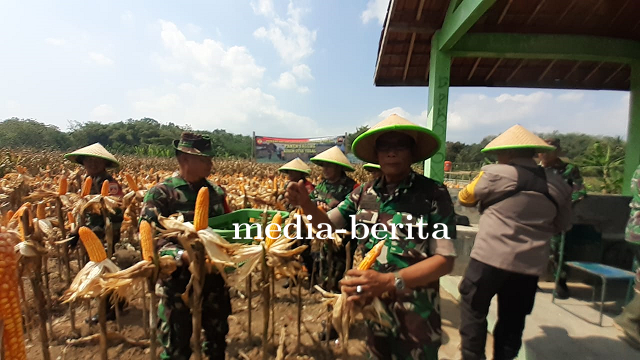 Kodim Tegal Panen Raya Jagung Tahap III