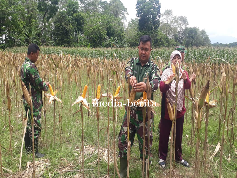 Pengembangan Tanaman Jagung Untuk Ketahanan Pangan 