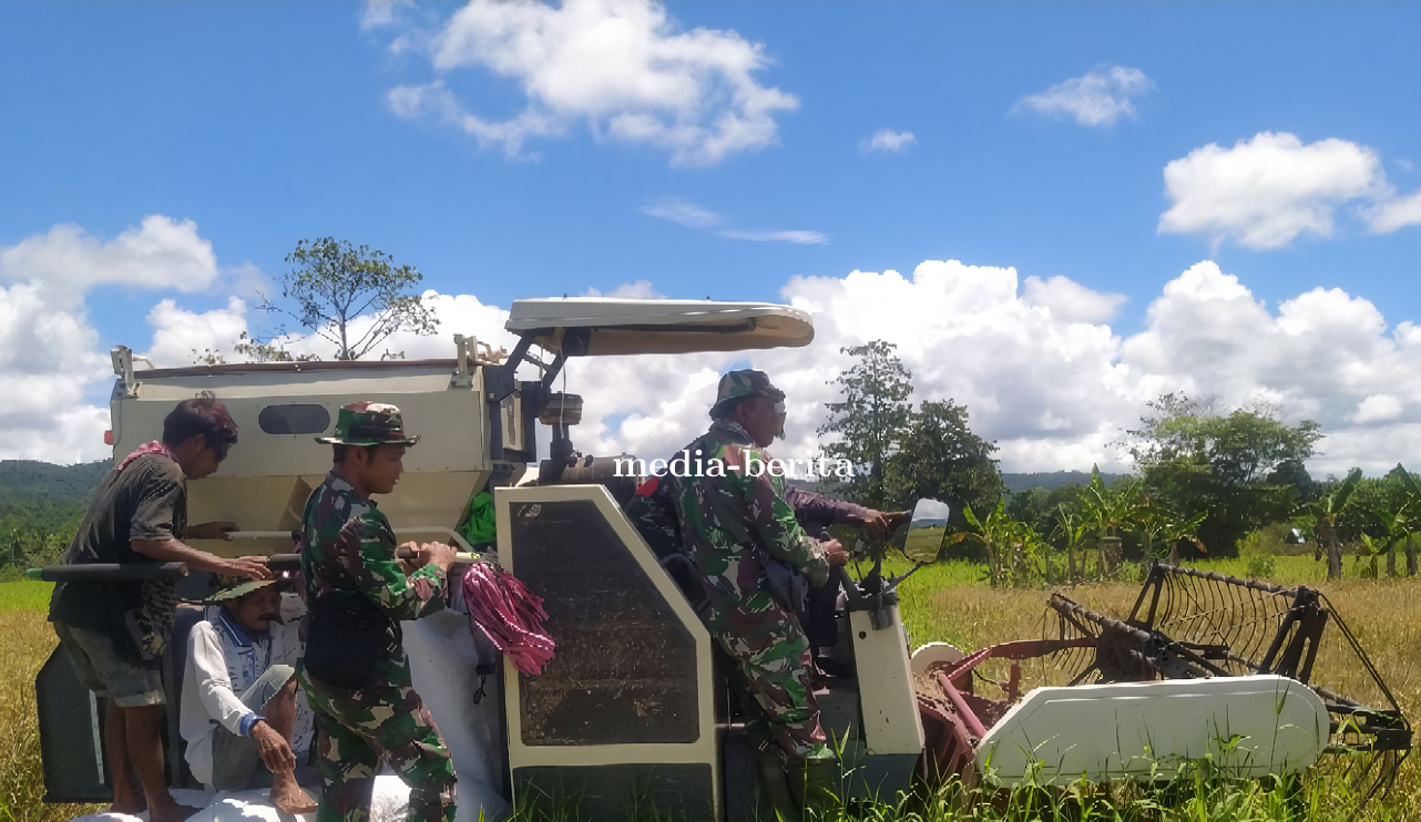Dorong Ketahanan Pangan Babinsa Nimboran Panen Padi Bersama Warga
