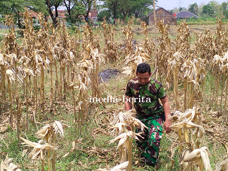 Dukung Ketahanan Pangan, Anggota Kodim 0712 Tegal Cek Lahan untuk Tanam Jagung