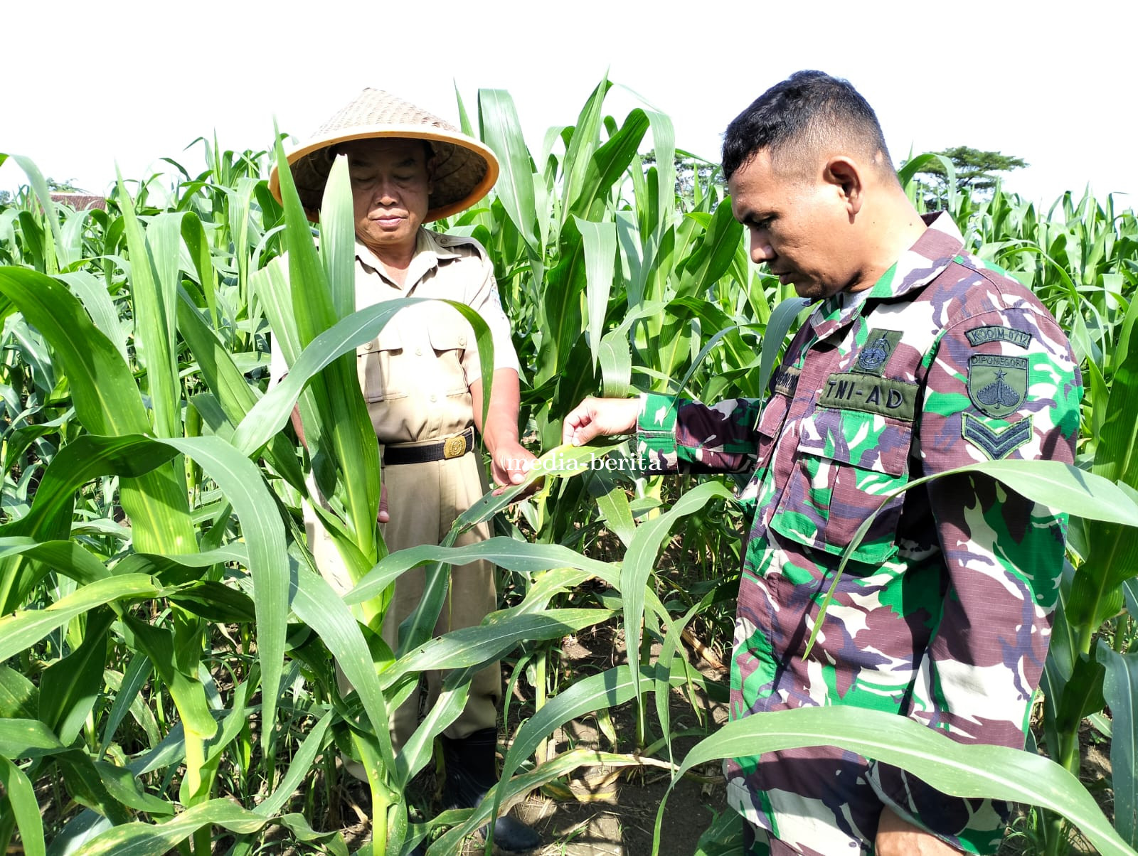 Bati Wanwil Bersama Babinsa dan Kelompok Tani Mengecek Pertumbuhan Jagung